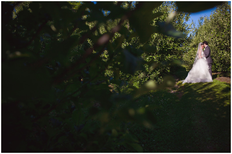 An apple orchard is a beautiful place for wedding portraits in upstate NY